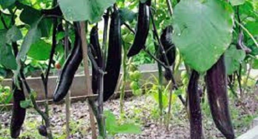 Popis odrůdy lilku král severu f1, výhody a nevýhody